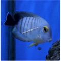 MIMIC TANG (Red Stripe)